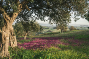 Alessia Scarso fotografa ulivo paesaggio iblei fiori