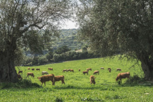 Alessia Scarso fotografa mucche razza modicana pascolo ulivi iblei