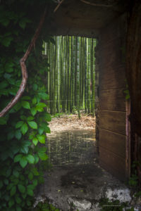 Alessia Scarso fotografa porta su foresta di bambu giardino di ninfa
