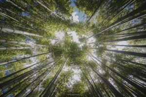 Alessia Scarso fotografa foresta di bambu giardini di ninfa