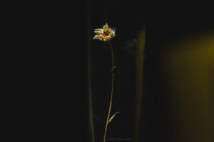Alessia Scarso fotografa fiore in vaso di notte